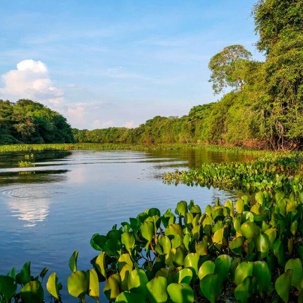 Projeto Efeito do fogo e da inundação na biodiversidade