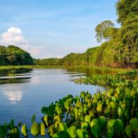 Projeto Efeito do fogo e da inundação na biodiversidade